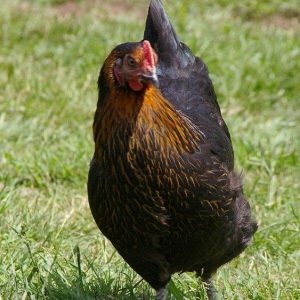 copper maran hybrid chicken