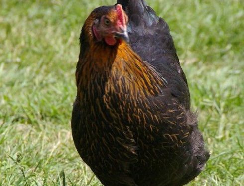 copper maran hybrid chicken