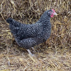 speckled chicken