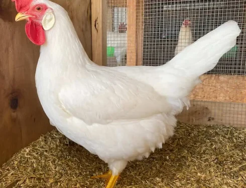 white leghorn chicken