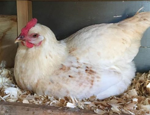 amberlink hybrid chicken