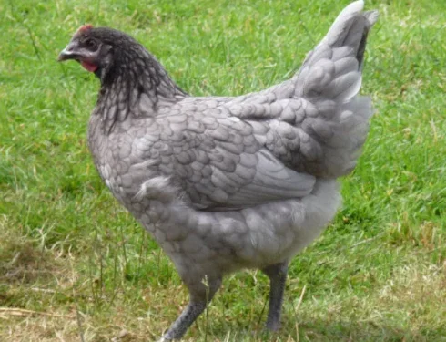 wishing well blue chicken