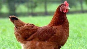 columbian blacktail chicken