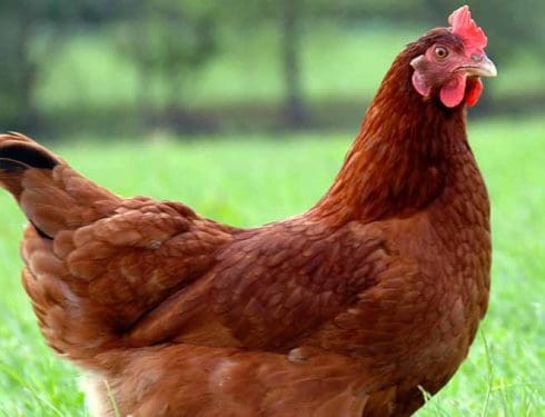 columbian blacktail chicken