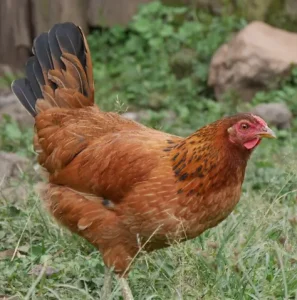 columbian blacktail chicken
