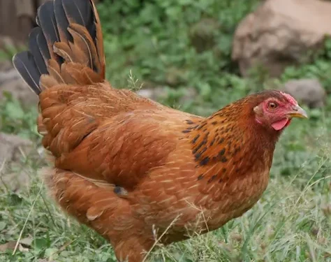 columbian blacktail chicken