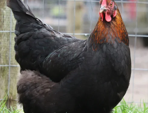 copper maran chicken