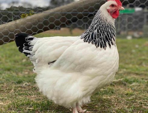 light sussex chicken