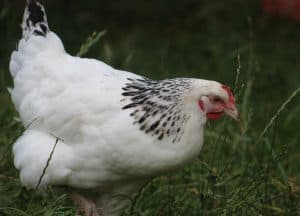 light sussex hybrid chicken