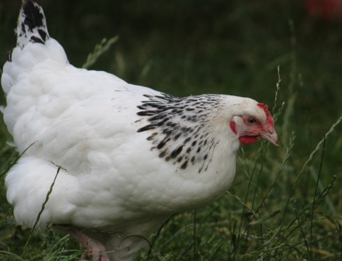 light sussex hybrid chicken